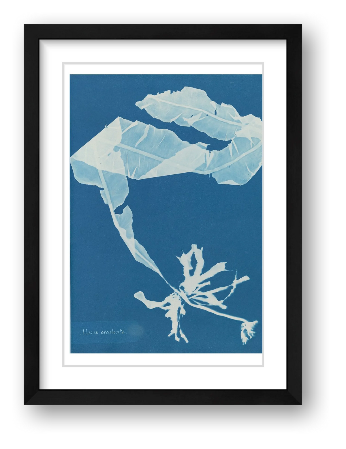 Alaria Esculenta — framed